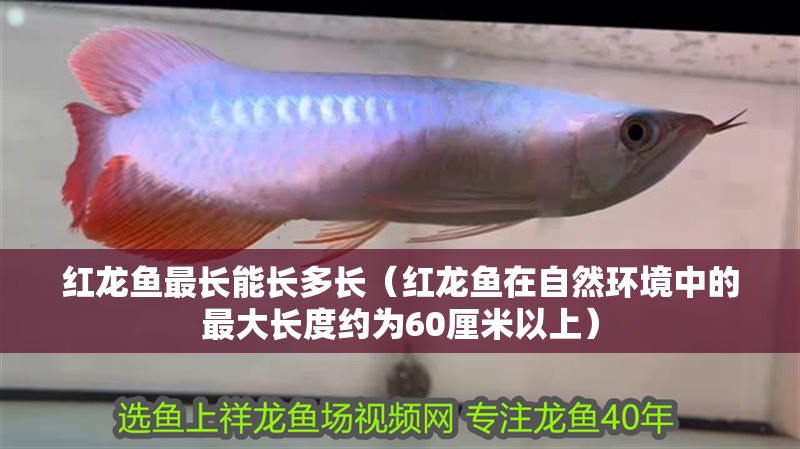 紅龍魚最長能長多長（紅龍魚在自然環境中的最大長度約為60厘米以上）