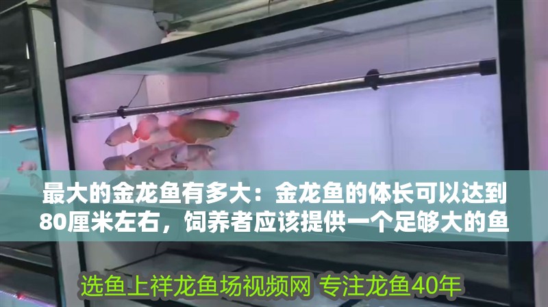 最大的金龍魚有多大：金龍魚的體長可以達到80厘米左右，飼養者應該提供一個足夠大的魚缸 最大的金龍魚有多大：金龍魚的體長可以達到80厘米左右，飼養者應該提供一個足夠大的魚缸 龍魚百科