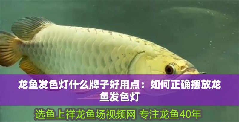龍魚發(fā)色燈什么牌子好用點：如何正確擺放龍魚發(fā)色燈 龍魚發(fā)色燈什么牌子好用點：如何正確擺放龍魚發(fā)色燈 龍魚百科