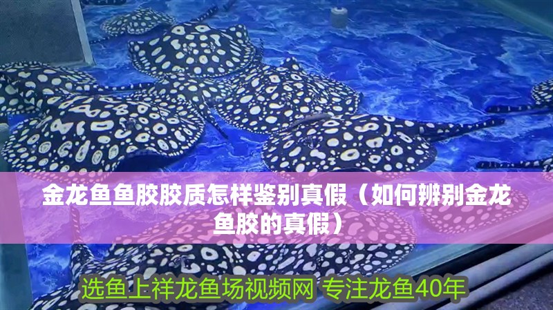 金龍魚魚膠膠質(zhì)怎樣鑒別真假（如何辨別金龍魚膠的真假）
