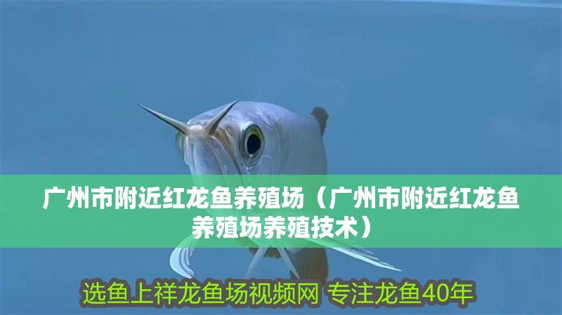 廣州市附近紅龍魚養殖場（廣州市附近紅龍魚養殖場養殖技術）
