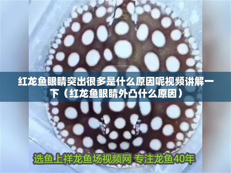 紅龍魚眼睛突出很多是什么原因呢視頻講解一下（紅龍魚眼睛外凸什么原因）