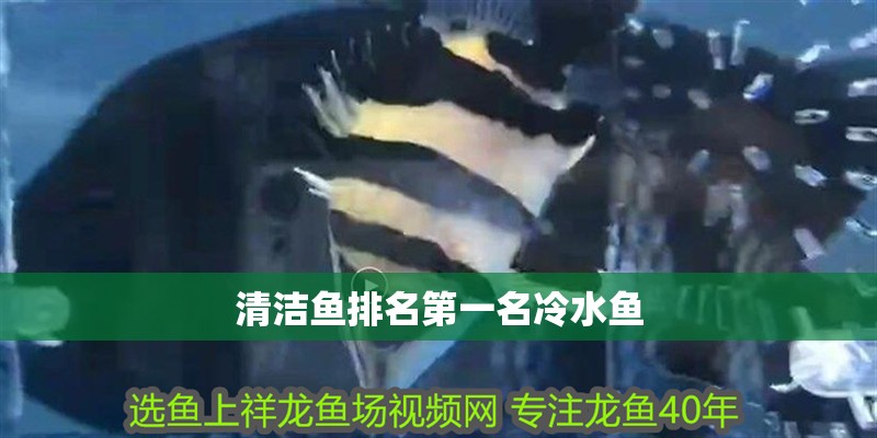 龍魚干蝦有營養嗎 清潔魚排名第一名冷水魚 龍魚論壇 清潔魚排名第一名冷水魚 清潔魚排名第一名冷水魚 龍魚論壇