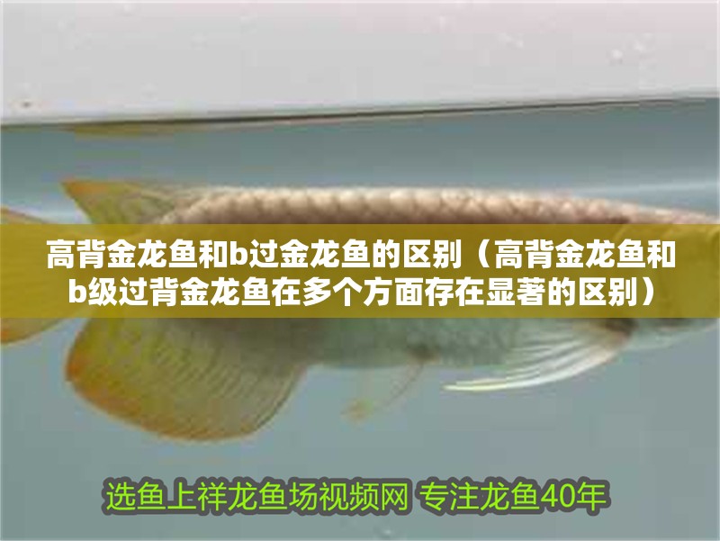 高背金龍魚和b過金龍魚的區別（高背金龍魚和b級過背金龍魚在多個方面存在顯著的區別）
