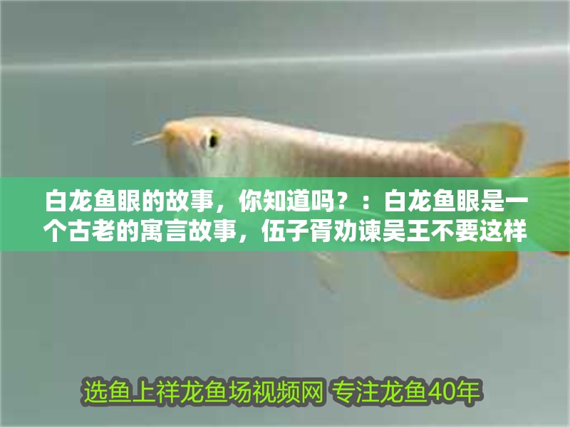 白龍魚眼的故事，你知道嗎？：白龍魚眼是一個古老的寓言故事，伍子胥勸諫吳王不要這樣做 白龍魚眼的故事，你知道嗎？：白龍魚眼是一個古老的寓言故事，伍子胥勸諫吳王不要這樣做 龍魚百科