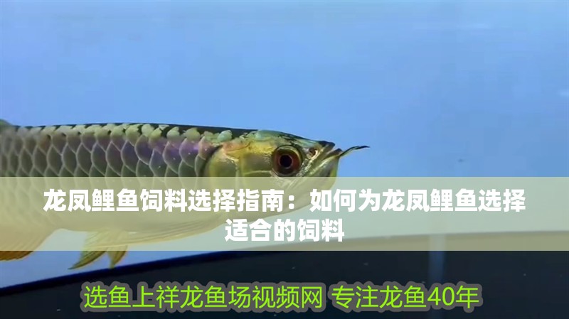 龍鳳鯉魚飼料選擇指南：如何為龍鳳鯉魚選擇適合的飼料