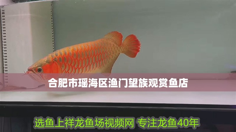 合肥市瑤海區漁門望族觀賞魚店
