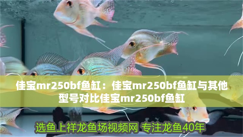 佳寶mr250bf魚缸：佳寶mr250bf魚缸與其他型號對比佳寶mr250bf魚缸 佳寶mr250bf魚缸：佳寶mr250bf魚缸與其他型號對比佳寶mr250bf魚缸 魚缸百科