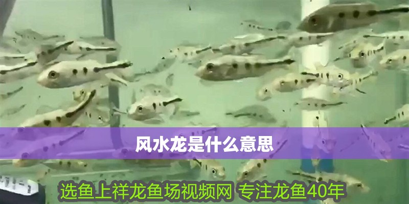風水龍是什么意思