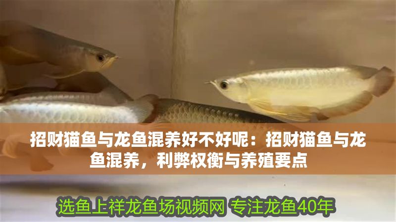 招財貓魚與龍魚混養好不好呢：招財貓魚與龍魚混養，利弊權衡與養殖要點