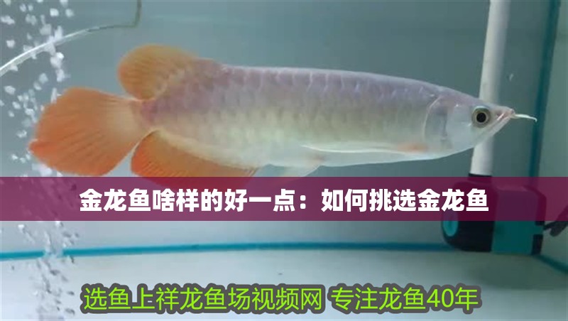 金龍魚啥樣的好一點：如何挑選金龍魚