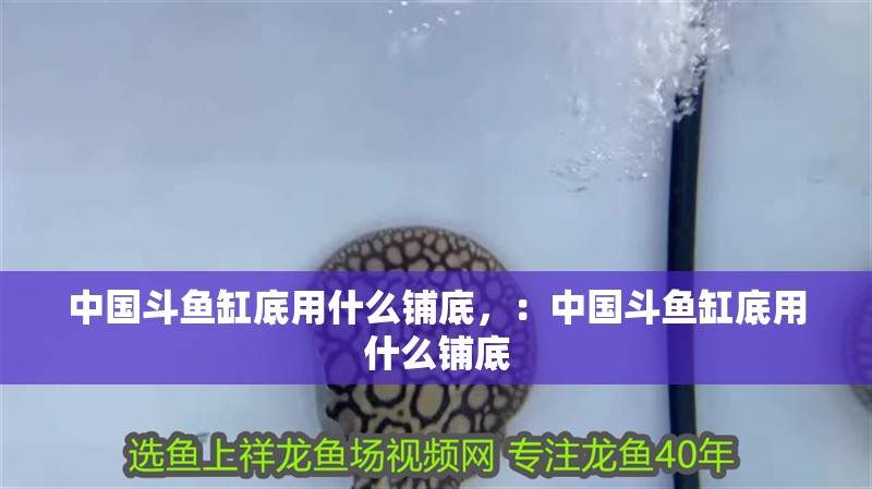 中國斗魚缸底用什么鋪底，：中國斗魚缸底用什么鋪底