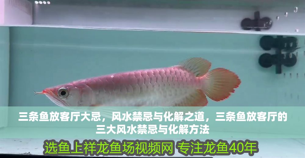 三條魚放客廳大忌，風水禁忌與化解之道，三條魚放客廳的三大風水禁忌與化解方法
