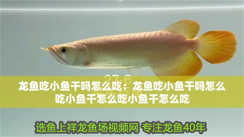 龍魚吃小魚干嗎怎么吃：龍魚吃小魚干嗎怎么吃小魚干怎么吃小魚干怎么吃