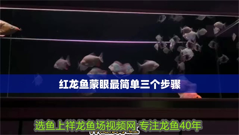 紅龍魚蒙眼最簡單三個步驟 紅龍魚蒙眼最簡單三個步驟 龍魚論壇