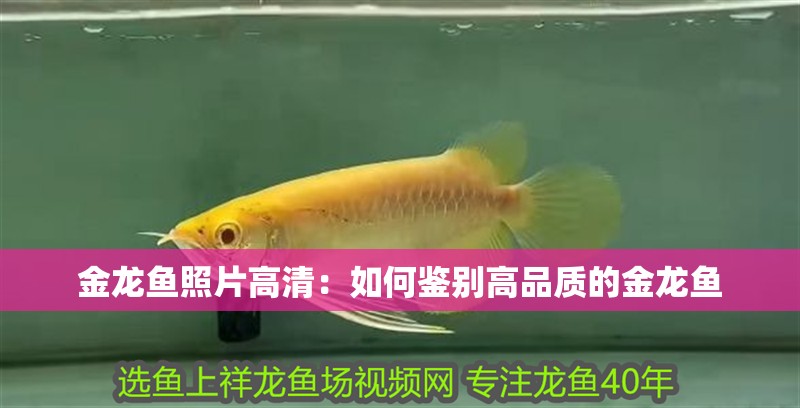 金龍魚照片高清：如何鑒別高品質的金龍魚