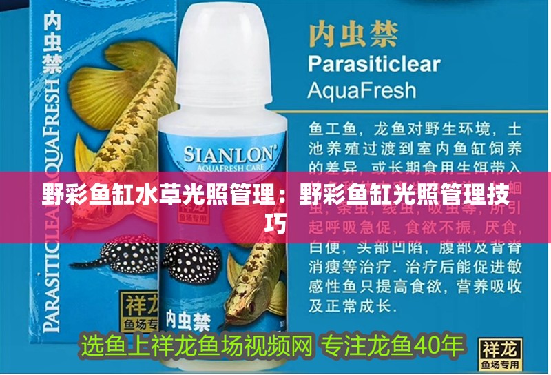 龍魚干蝦有營養嗎 野彩魚缸水草光照管理:野彩魚缸光照管理技巧 魚缸百科 野彩魚缸水草光照管理:野彩魚缸光照管理技巧 野彩魚缸水草光照管理:野彩魚缸光照管理技巧 魚缸百科