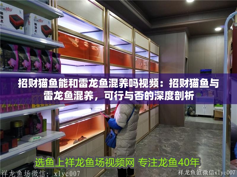 招財貓魚能和雷龍魚混養嗎視頻：招財貓魚與雷龍魚混養，可行與否的深度剖析
