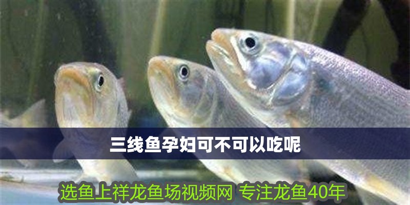 三線魚孕婦可不可以吃呢