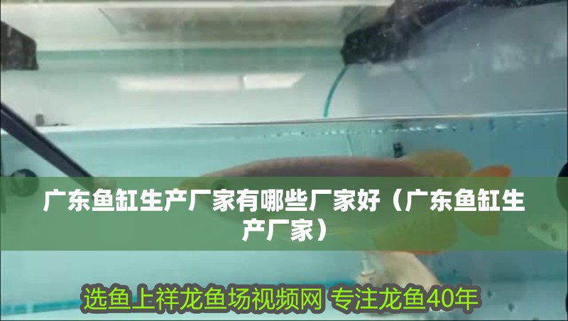 廣東魚缸生產(chǎn)廠家有哪些廠家好（廣東魚缸生產(chǎn)廠家）