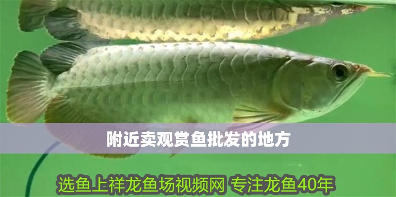附近賣觀賞魚批發的地方