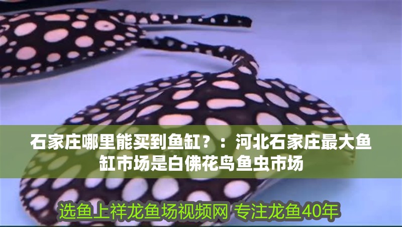 石家莊哪里能買(mǎi)到魚(yú)缸？：河北石家莊最大魚(yú)缸市場(chǎng)是白佛花鳥(niǎo)魚(yú)蟲(chóng)市場(chǎng)