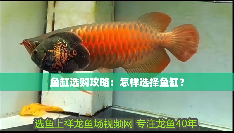 魚缸選購攻略：怎樣選擇魚缸？ 魚缸選購攻略：怎樣選擇魚缸？ 魚缸百科