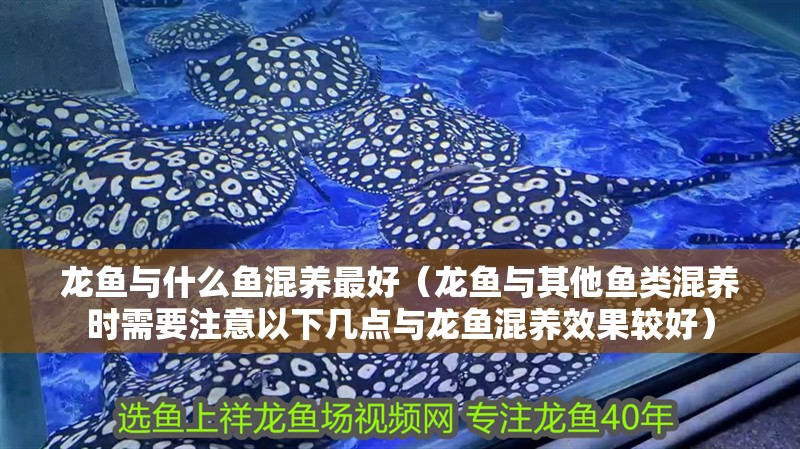 龍魚與什么魚混養最好（龍魚與其他魚類混養時需要注意以下幾點與龍魚混養效果較好）