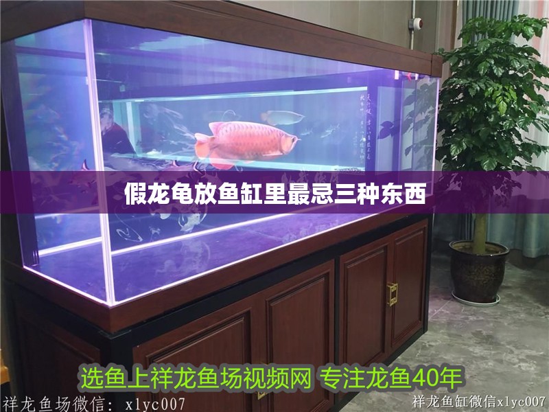 假龍龜放魚缸里最忌三種東西