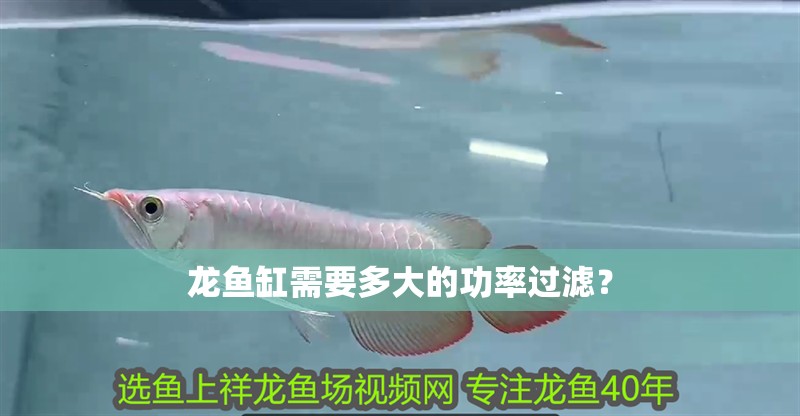 龍魚缸需要多大的功率過濾？