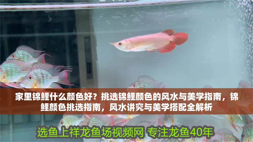家里錦鯉什么顏色好？挑選錦鯉顏色的風水與美學指南，錦鯉顏色挑選指南，風水講究與美學搭配全解析