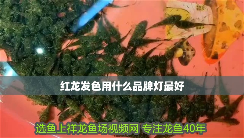 紅龍發色用什么品牌燈最好