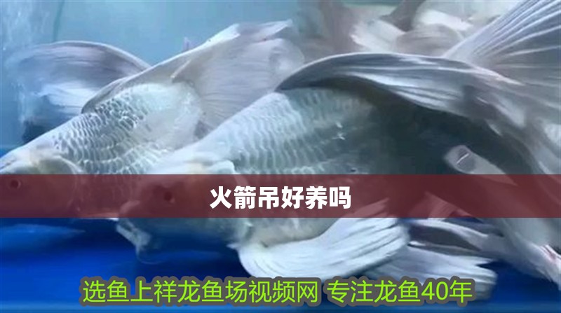 火箭吊好養嗎