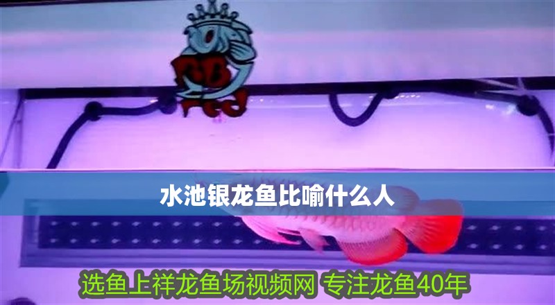水池銀龍魚比喻什么人