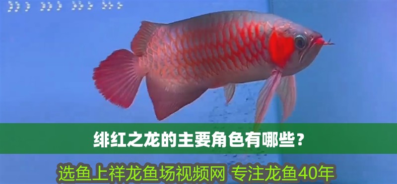 緋紅之龍的主要角色有哪些？