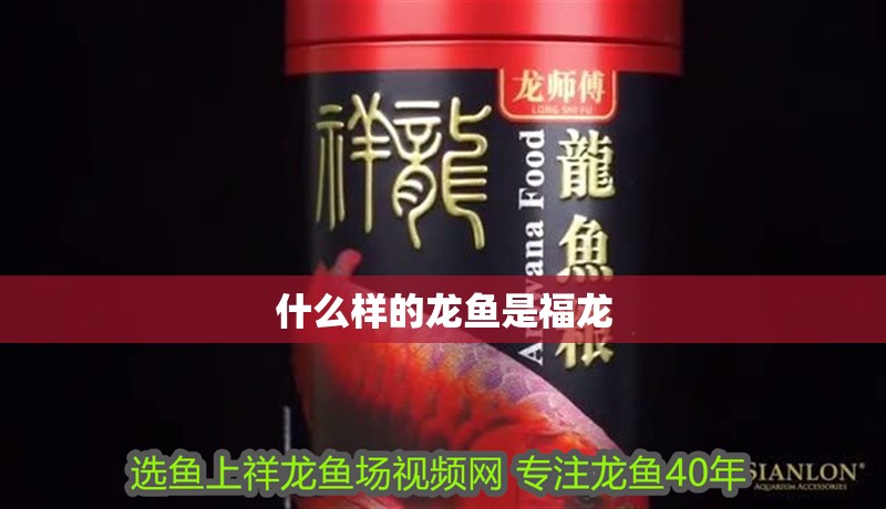 什么樣的龍魚是福龍