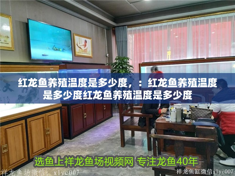 紅龍魚養殖溫度是多少度，：紅龍魚養殖溫度是多少度紅龍魚養殖溫度是多少度 紅龍魚養殖溫度是多少度，：紅龍魚養殖溫度是多少度紅龍魚養殖溫度是多少度 龍魚百科