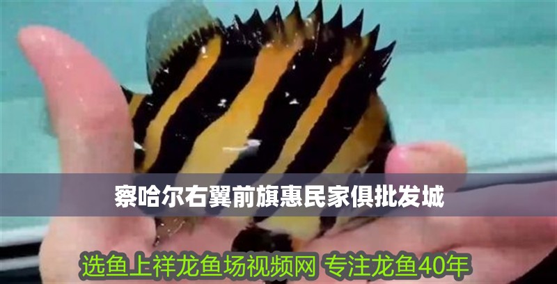 察哈爾右翼前旗惠民家俱批發(fā)城