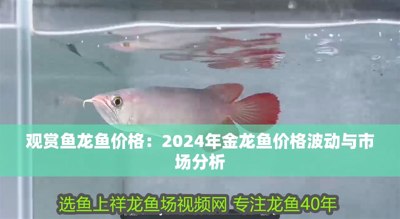 觀賞魚龍魚價格：2024年金龍魚價格波動與市場分析