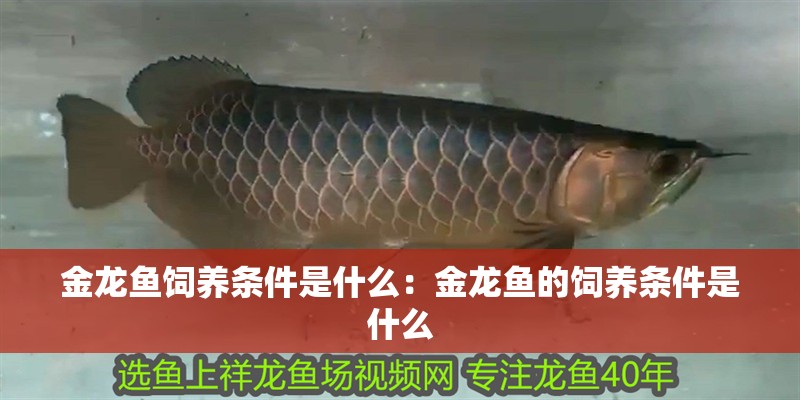 金龍魚飼養條件是什么：金龍魚的飼養條件是什么