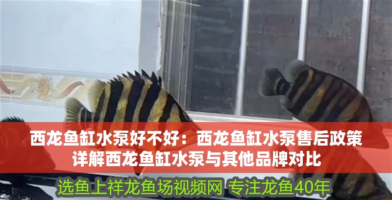 西龍魚缸水泵好不好：西龍魚缸水泵售后政策詳解西龍魚缸水泵與其他品牌對比
