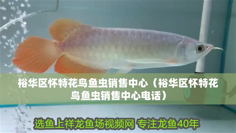 裕華區(qū)懷特花鳥魚蟲銷售中心（裕華區(qū)懷特花鳥魚蟲銷售中心電話）
