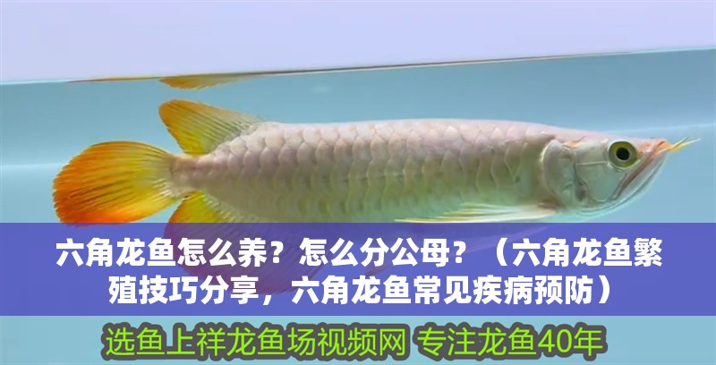 六角龍魚怎么養？怎么分公母？（六角龍魚繁殖技巧分享，六角龍魚常見疾病預防）