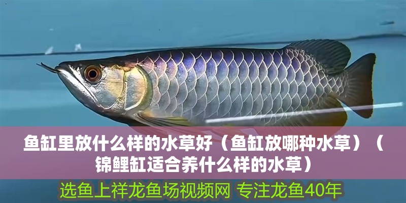 魚缸里放什么樣的水草好（魚缸放哪種水草）（錦鯉缸適合養什么樣的水草）