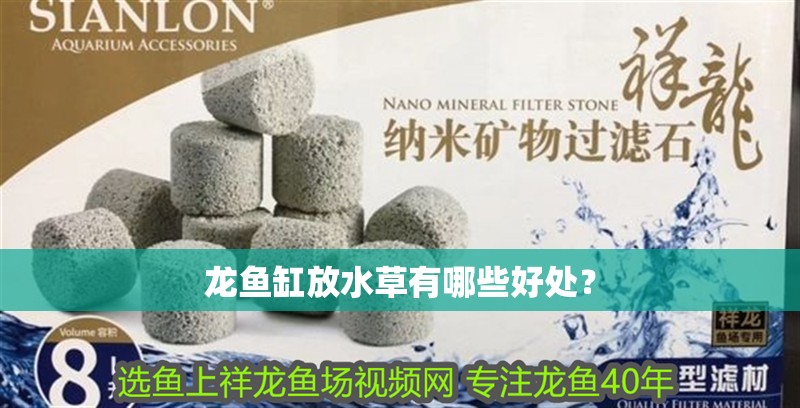 龍魚(yú)缸放水草有哪些好處？ 龍魚(yú)缸放水草有哪些好處？ 龍魚(yú)論壇