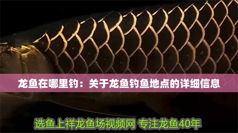 龍魚在哪里釣：關于龍魚釣魚地點的詳細信息