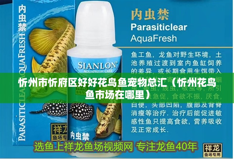 忻州市忻府區好好花鳥魚寵物總匯（忻州花鳥魚市場在哪里）