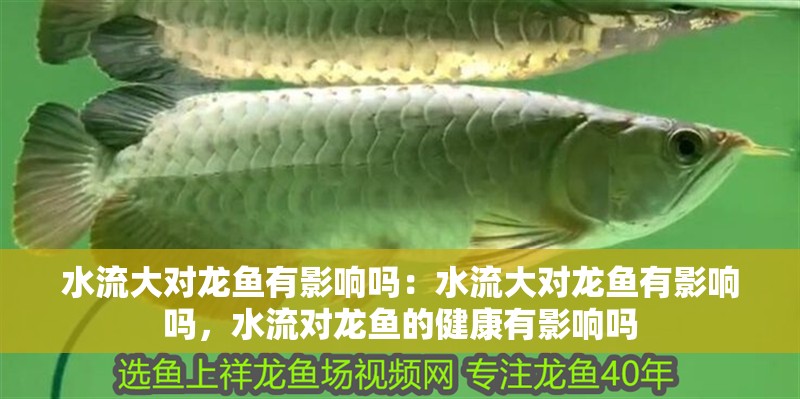 紅龍魚用黃燈烤有用嗎 水流大對龍魚有影響嗎:水流大對龍魚有影響嗎,水流對龍魚的健康有影響嗎 龍魚百科 水流大對龍魚有影響嗎:水流大對龍魚有影響嗎,水流對龍魚的健康有影響嗎 水流大對龍魚有影響嗎:水流大對龍魚有影響嗎,水流對龍魚的健康有影響嗎 龍魚百科