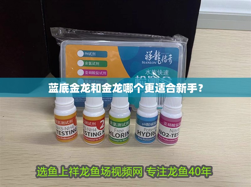 藍底金龍和金龍哪個更適合新手？