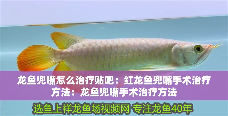 龍魚兜嘴怎么治療貼吧：紅龍魚兜嘴手術治療方法：龍魚兜嘴手術治療方法